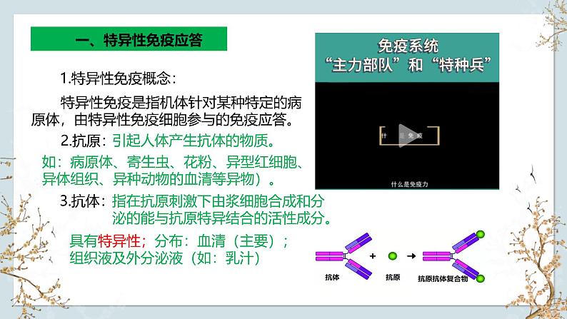 苏教版2019高二生物选修一 3.1 人体的免疫应答（第3课时） 课件05