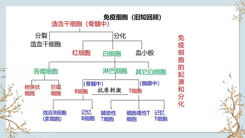 苏教版2019高二生物选修一 3.1 人体的免疫应答（第3课时） 课件06