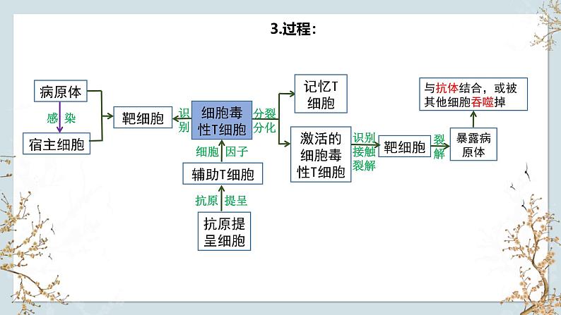 苏教版2019高二生物选修一 3.1 人体的免疫应答（第4课时） 课件07