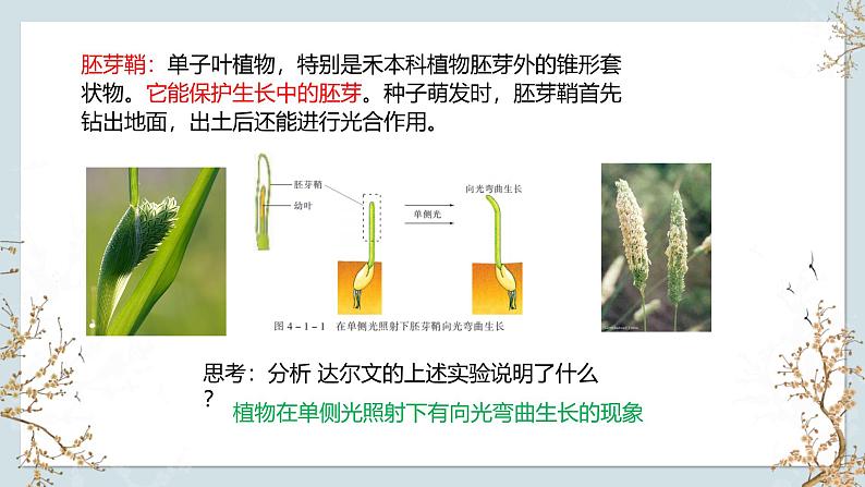 苏教版2019高二生物选修一 4.1 植物生长素（第1课时） 课件07