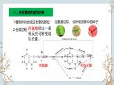 苏教版2019高二生物选修一 4.1 植物生长素（第2课时） 课件