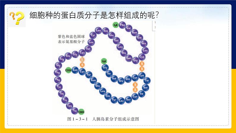 苏教版2019高一生物必修一1.3.1 细胞的功能主要由蛋白质完成（课件）04