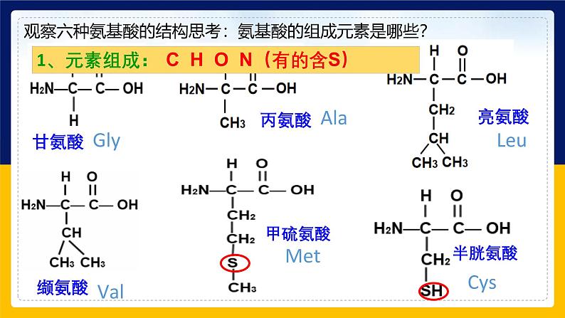 苏教版2019高一生物必修一1.3.1 细胞的功能主要由蛋白质完成（课件）05