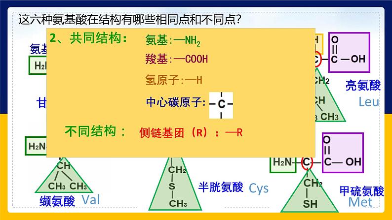 苏教版2019高一生物必修一1.3.1 细胞的功能主要由蛋白质完成（课件）06