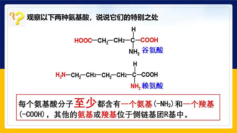 苏教版2019高一生物必修一1.3.1 细胞的功能主要由蛋白质完成（课件）08