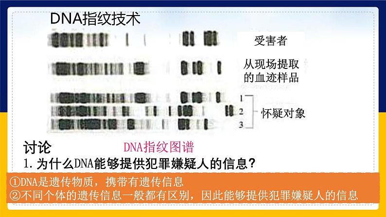 苏教版2019高一生物必修一1.3.2 核酸储存与传递遗传信息（课件）04