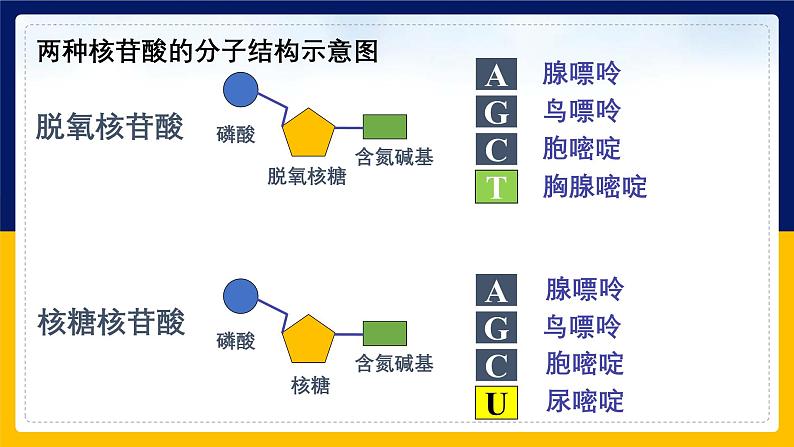 苏教版2019高一生物必修一1.3.2 核酸储存与传递遗传信息（课件）08