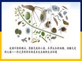苏教版2019高一生物必修一2.1 细胞学说——现代生物学的“基石”（课件）