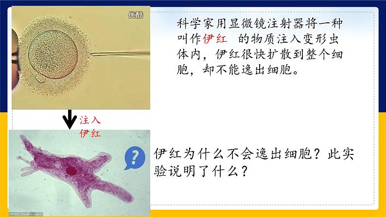 苏教版2019高一生物必修一2.2.1 细胞的结构和生命活动——细胞质膜（课件）03