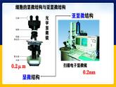 苏教版2019高一生物必修一2.2.2 细胞的结构和生命活动——细胞器（课件）
