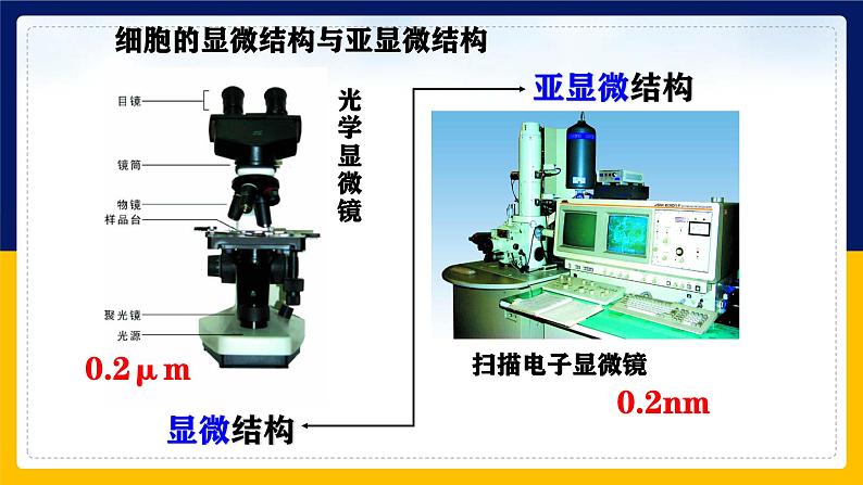 苏教版2019高一生物必修一2.2.2 细胞的结构和生命活动——细胞器（课件）03