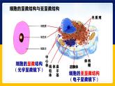 苏教版2019高一生物必修一2.2.2 细胞的结构和生命活动——细胞器（课件）