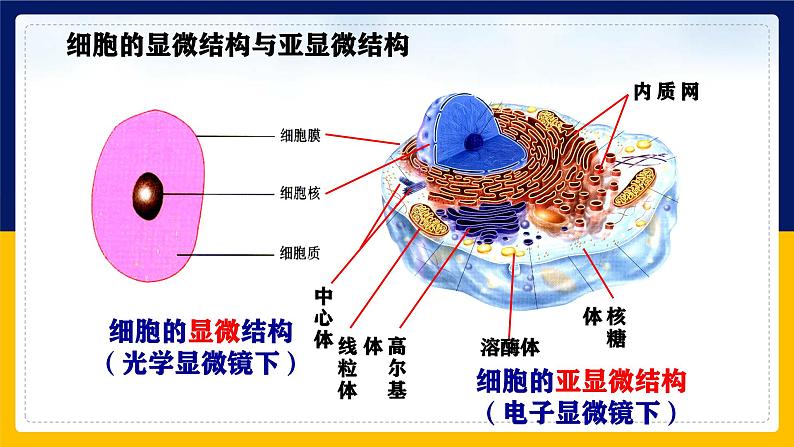 苏教版2019高一生物必修一2.2.2 细胞的结构和生命活动——细胞器（课件）04