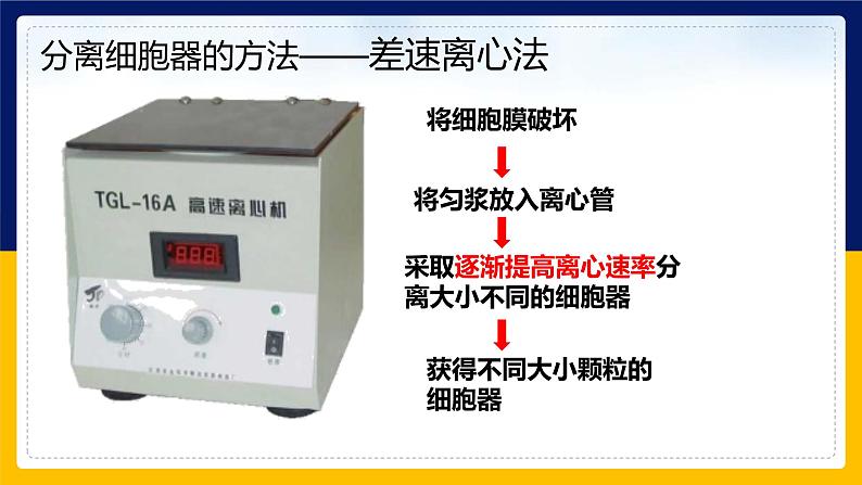 苏教版2019高一生物必修一2.2.2 细胞的结构和生命活动——细胞器（课件）06