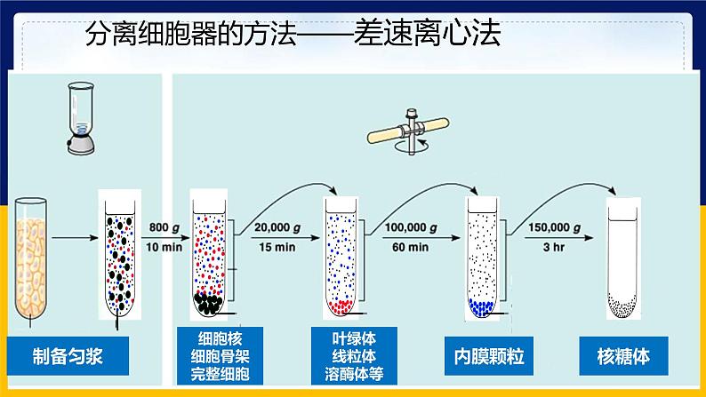 苏教版2019高一生物必修一2.2.2 细胞的结构和生命活动——细胞器（课件）07