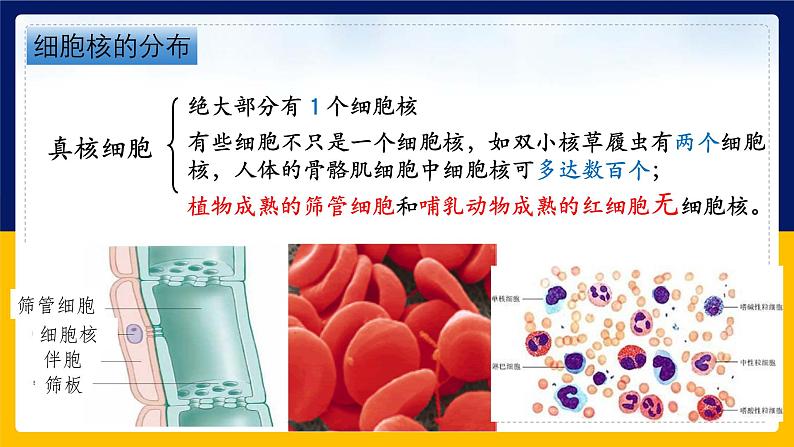 苏教版2019高一生物必修一2.2.3 细胞的结构和生命活动——细胞核（课件）06