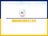 苏教版2019高一生物必修一2.2.4 细胞的结构和生命活动——细胞各部分结构分工合作（课件）