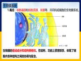 苏教版2019高一生物必修一2.2.4 细胞的结构和生命活动——细胞各部分结构分工合作（课件）