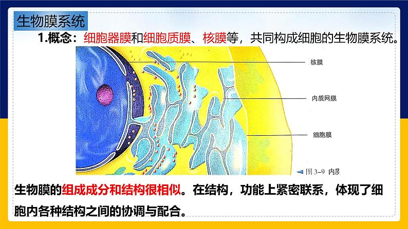 苏教版2019高一生物必修一2.2.4 细胞的结构和生命活动——细胞各部分结构分工合作（课件）04