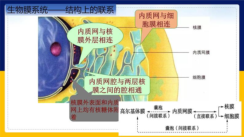 苏教版2019高一生物必修一2.2.4 细胞的结构和生命活动——细胞各部分结构分工合作（课件）06