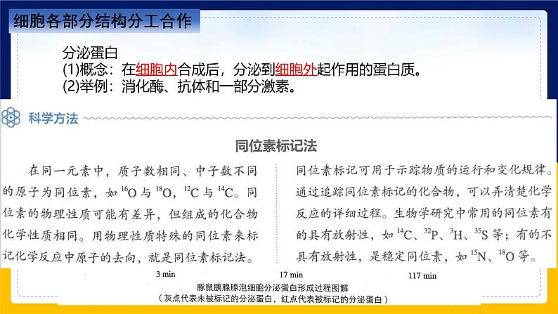 苏教版2019高一生物必修一2.2.4 细胞的结构和生命活动——细胞各部分结构分工合作（课件）07