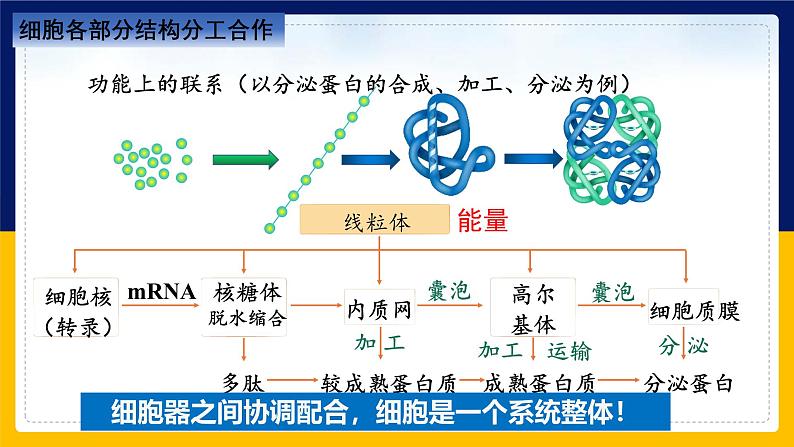 苏教版2019高一生物必修一2.2.4 细胞的结构和生命活动——细胞各部分结构分工合作（课件）08