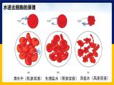 苏教版2019高一生物必修一2.2.5 细胞的结构和生命活动——细胞质膜具有选择透过性（课件）