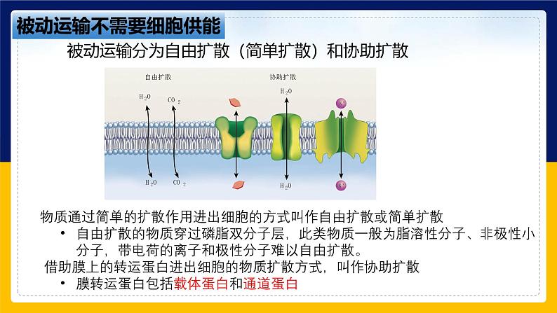 苏教版2019高一生物必修一2.3 物质进出细胞的运输方式（课件）06