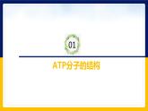 苏教版2019高一生物必修一3.1.2 ATP是驱动细胞生命活动的直接能源物质（课件）