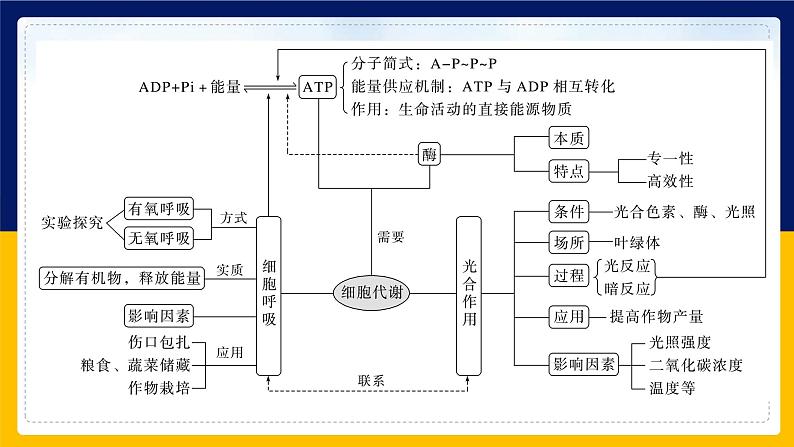 苏教版2019高一生物必修一第三章 细胞中能量的转换和利用（单元复习课件）03