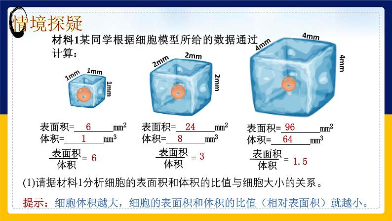 苏教版2019高一生物必修一4.1.1 细胞周期和动物细胞的有丝分裂（课件）06