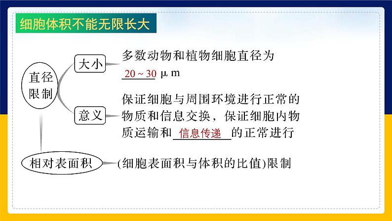 苏教版2019高一生物必修一4.1.1 细胞周期和动物细胞的有丝分裂（课件）08