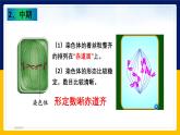 苏教版2019高一生物必修一4.1.2 植物细胞的有丝分裂与观察植物根尖细胞有丝分裂（课件）