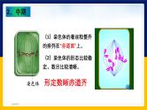 苏教版2019高一生物必修一4.1.2 植物细胞的有丝分裂与观察植物根尖细胞有丝分裂（课件）