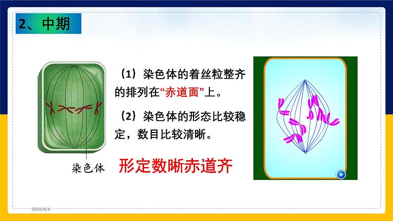 苏教版2019高一生物必修一4.1.2 植物细胞的有丝分裂与观察植物根尖细胞有丝分裂（课件）05