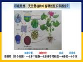 苏教版2019高一生物必修一4.2.1 细胞分化和细胞全能性（课件）