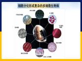 苏教版2019高一生物必修一4.2.1 细胞分化和细胞全能性（课件）