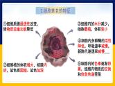 苏教版2019高一生物必修一4.2.2 细胞衰老和细胞死亡（课件）