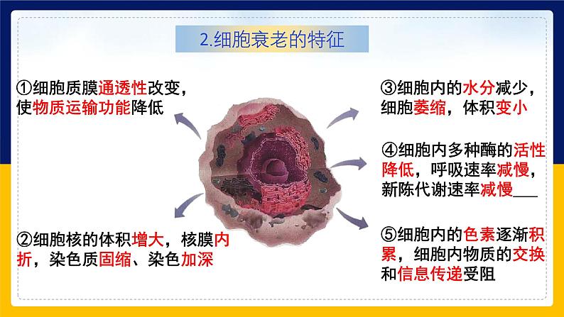 苏教版2019高一生物必修一4.2.2 细胞衰老和细胞死亡（课件）05