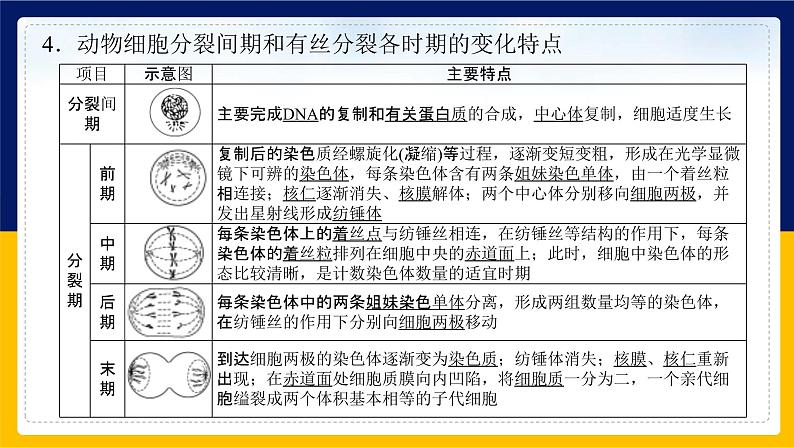 苏教版2019高一生物必修一第四章 细胞增殖、分化、衰老和死亡（单元复习课件）08