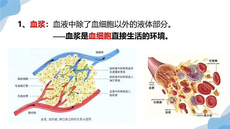 1.1 细胞生活的环境 课件（人教版2019选必1）08