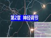 2.1 神经调节的结构基础 课件（人教版2019选必1）