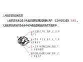 2024-2025学年生物 人教版 选择性必修一  人脑的高级功能  课件
