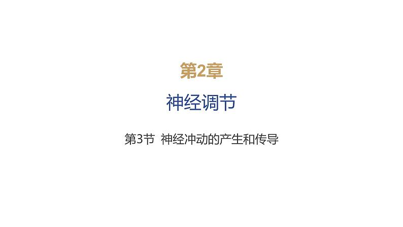 2024-2025学年 生物人教版 选择性必修一  神经冲动的产生和传导  课件01