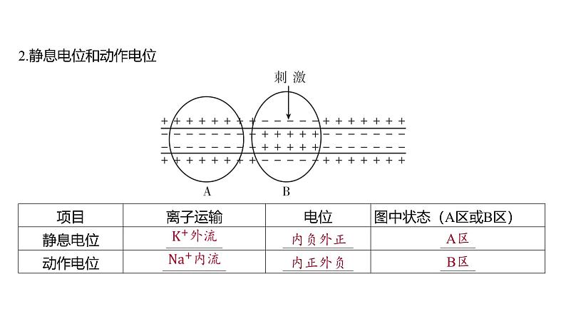 2024-2025学年 生物人教版 选择性必修一  神经冲动的产生和传导  课件05