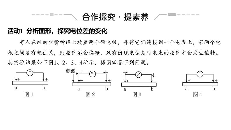 2024-2025学年 生物人教版 选择性必修一  神经冲动的产生和传导  课件07