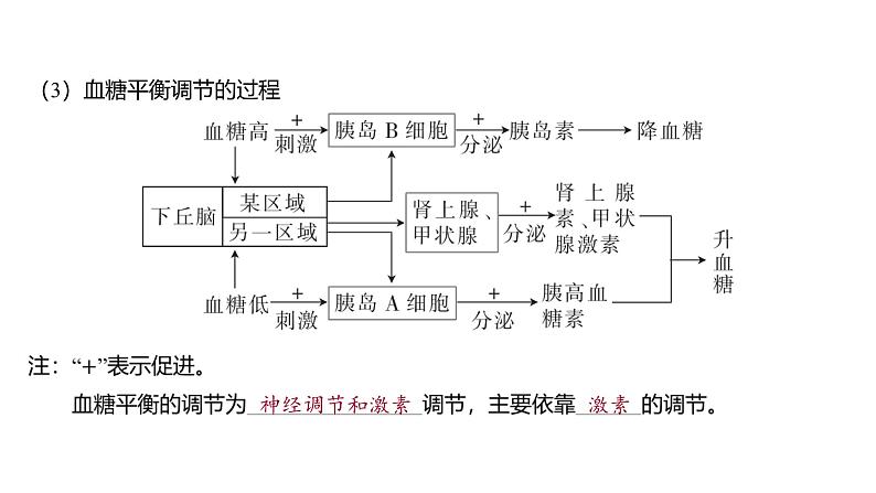 2024-2025学年生物 人教版 选择性必修一 激素调节的过程  课件第6页