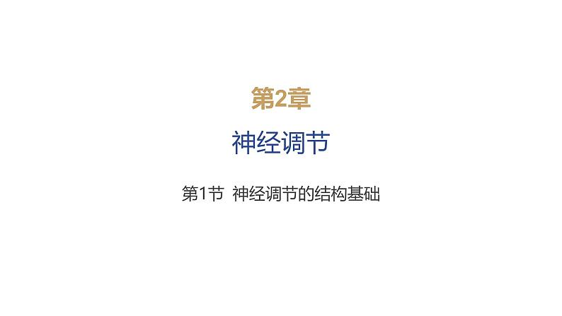 2024-2025学年 生物人教版 选择性必修一  神经调节的结构基础  课件第8页