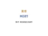 2024-2025学年 生物人教版 选择性必修一 神经系统的分级调节  课件