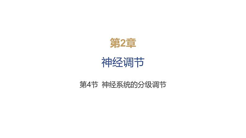 2024-2025学年 生物人教版 选择性必修一 神经系统的分级调节  课件第1页